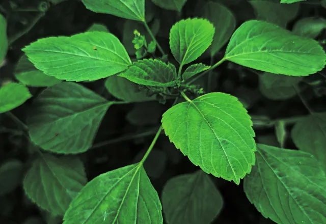 Gröna blad i närbild