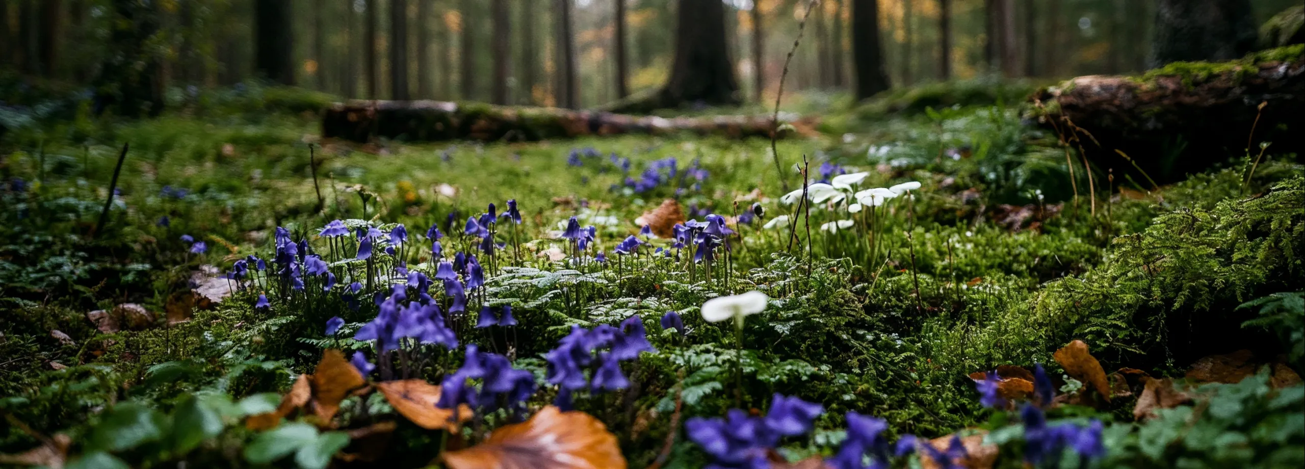 Naturbild