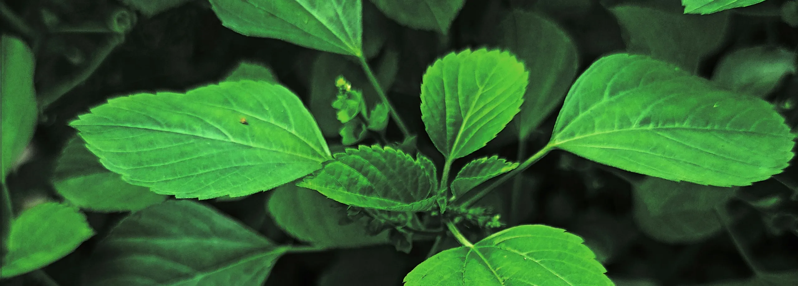 Gröna blad i närbild